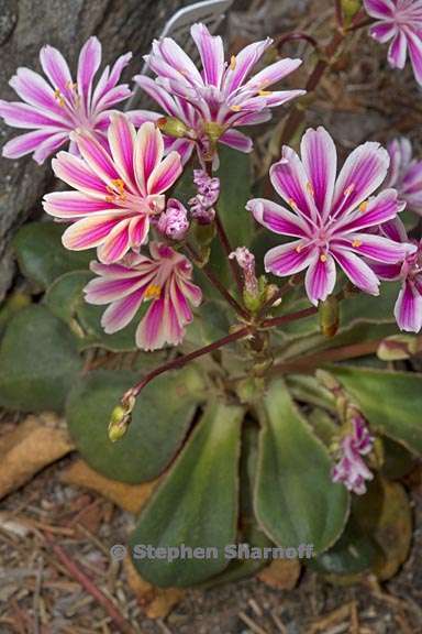 lewisia cotyledon 3 graphic